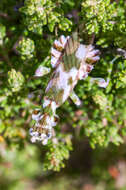 Image of Harpagomantis tricolor Linne 1758