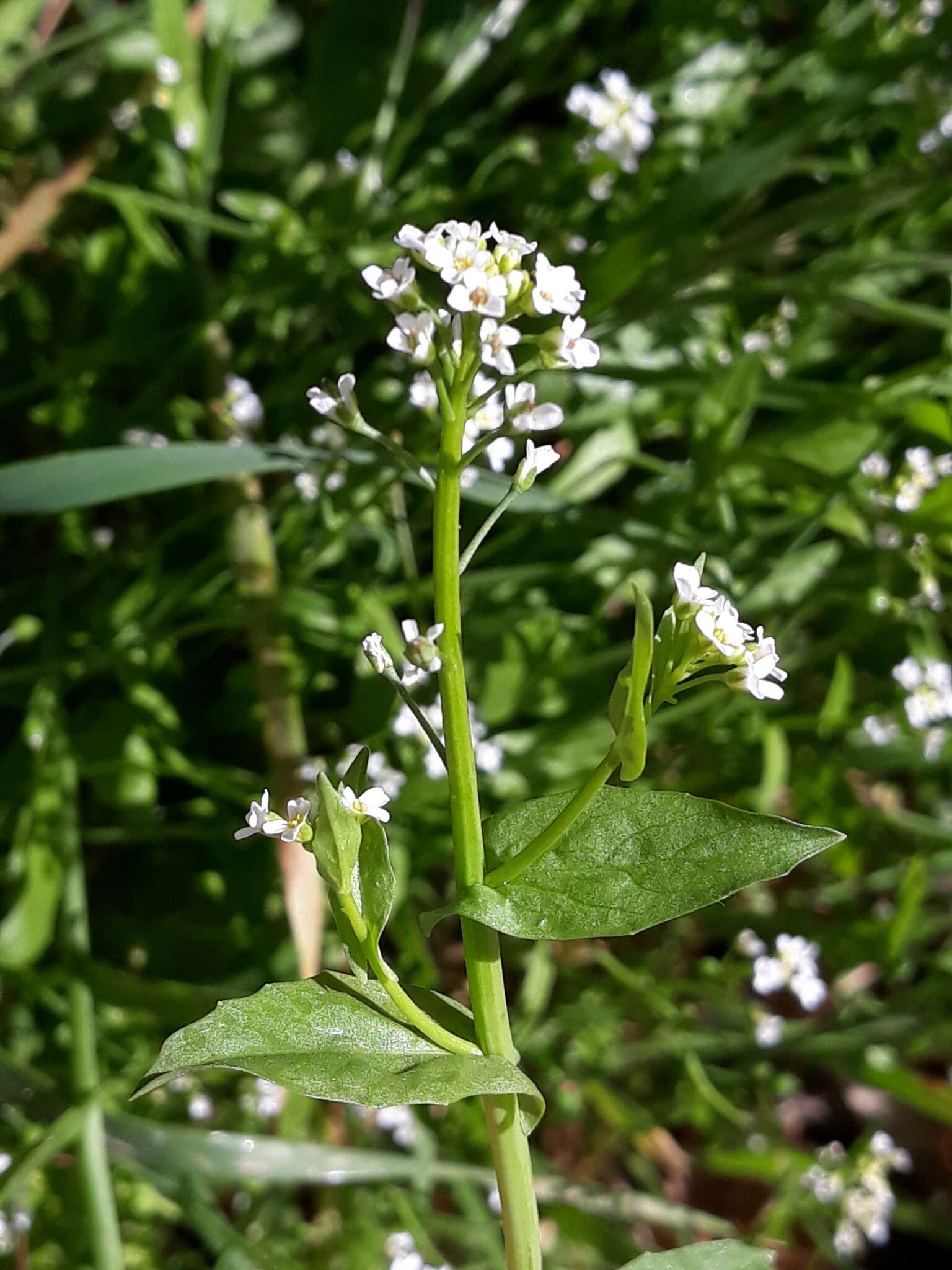 Image of white ballmustard