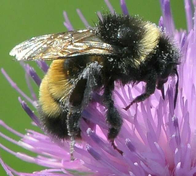 Image of Yellow-banded Bumblebee