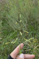 Image of Catchfly Grass