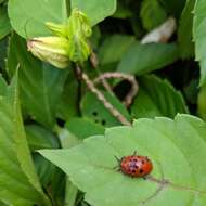 Image of Argus Tortoise Beetle