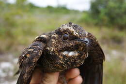 Image of Blackish Nightjar