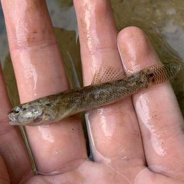 Image de Etheostoma corona Page & Ceas 1992