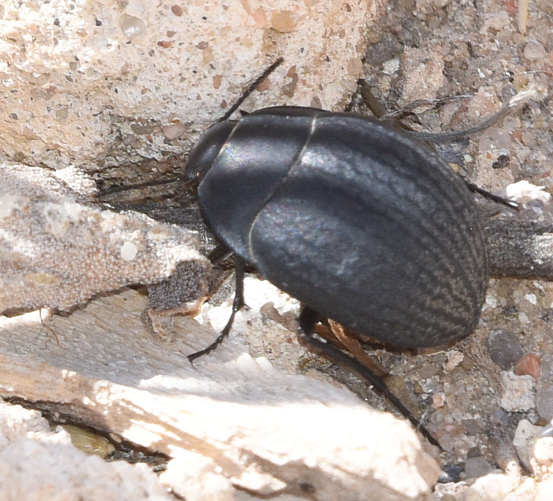 Image of Eusattus convexus Le Conte 1851