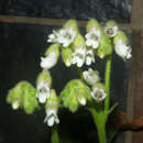 Plancia ëd Streptocarpus pogonites Hilliard & B. L. Burtt