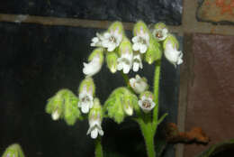 Plancia ëd Streptocarpus pogonites Hilliard & B. L. Burtt