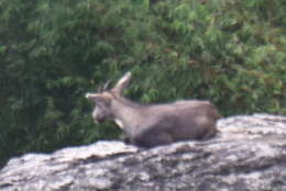 Image of Chinese Goral