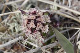 Image of arctic sweet coltsfoot