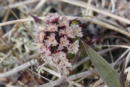 Image of arctic sweet coltsfoot