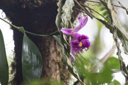 Image of Sobralia wilsoniana Rolfe