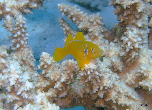 Image of Lemon coralgoby