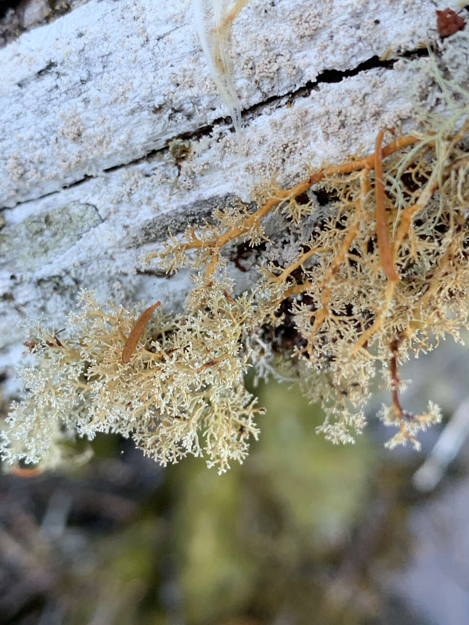 Image de Sphaerophorus venerabilis Wedin, Högnabba & Goward