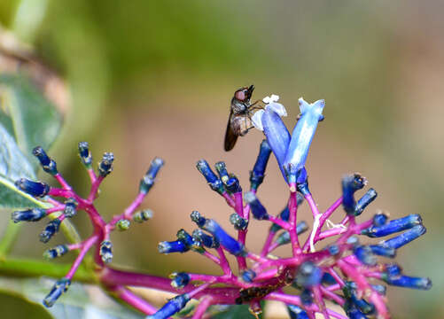 Image of Palicourea amethystina (Ruiz & Pav.) DC.