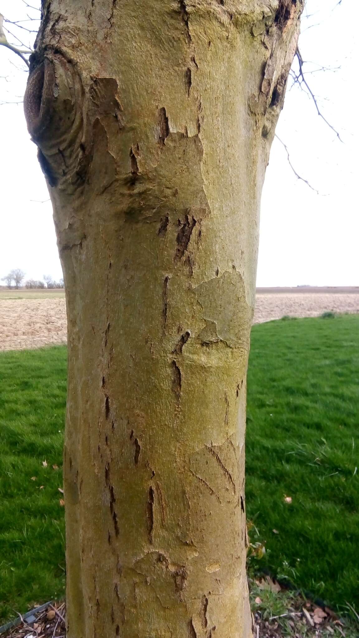 Imagem de Platanus orientalis L.