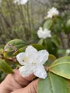 صورة Rhododendron carolinianum Rehder