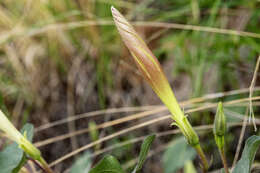 Ipomoea gilana K. Keith & J. A. Mc Donald的圖片