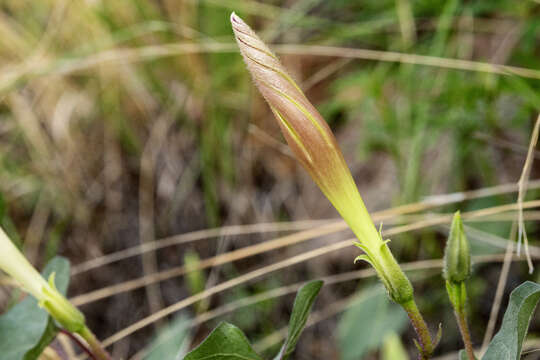 Image of Ipomoea gilana K. Keith & J. A. Mc Donald