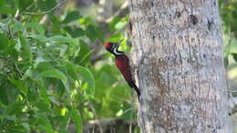 Image of Lesser Crimson-backed Flameback