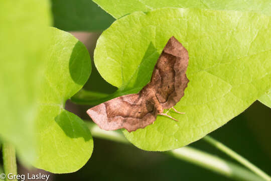 Image of Purplish Metarranthis