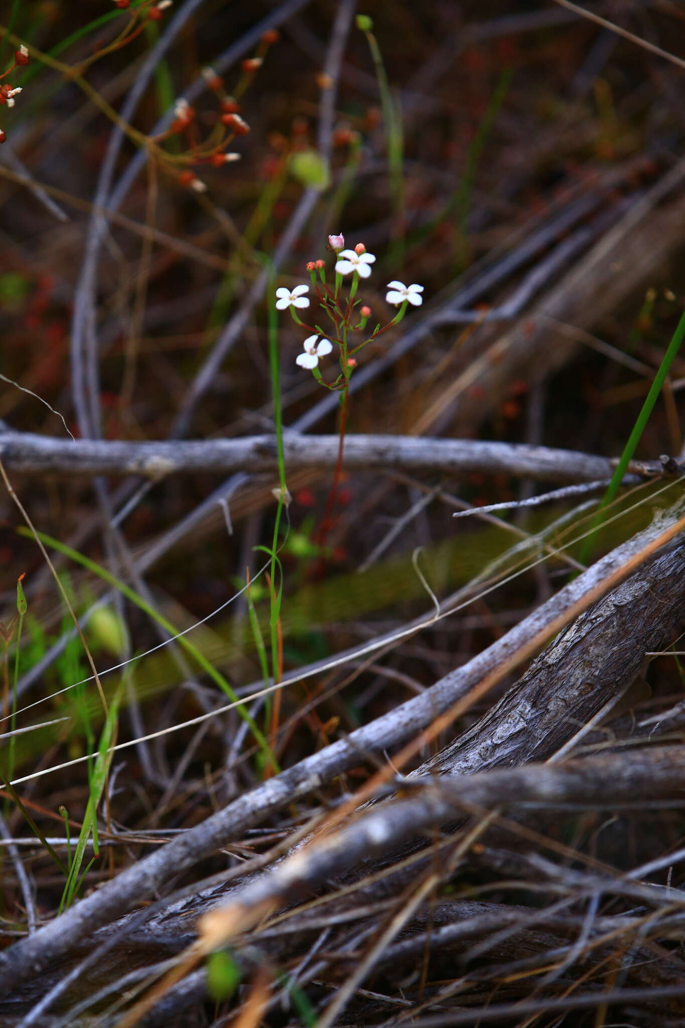 Image of Stylidium pulchellum Sond.