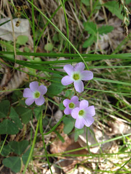 Imagem de Oxalis violacea L.