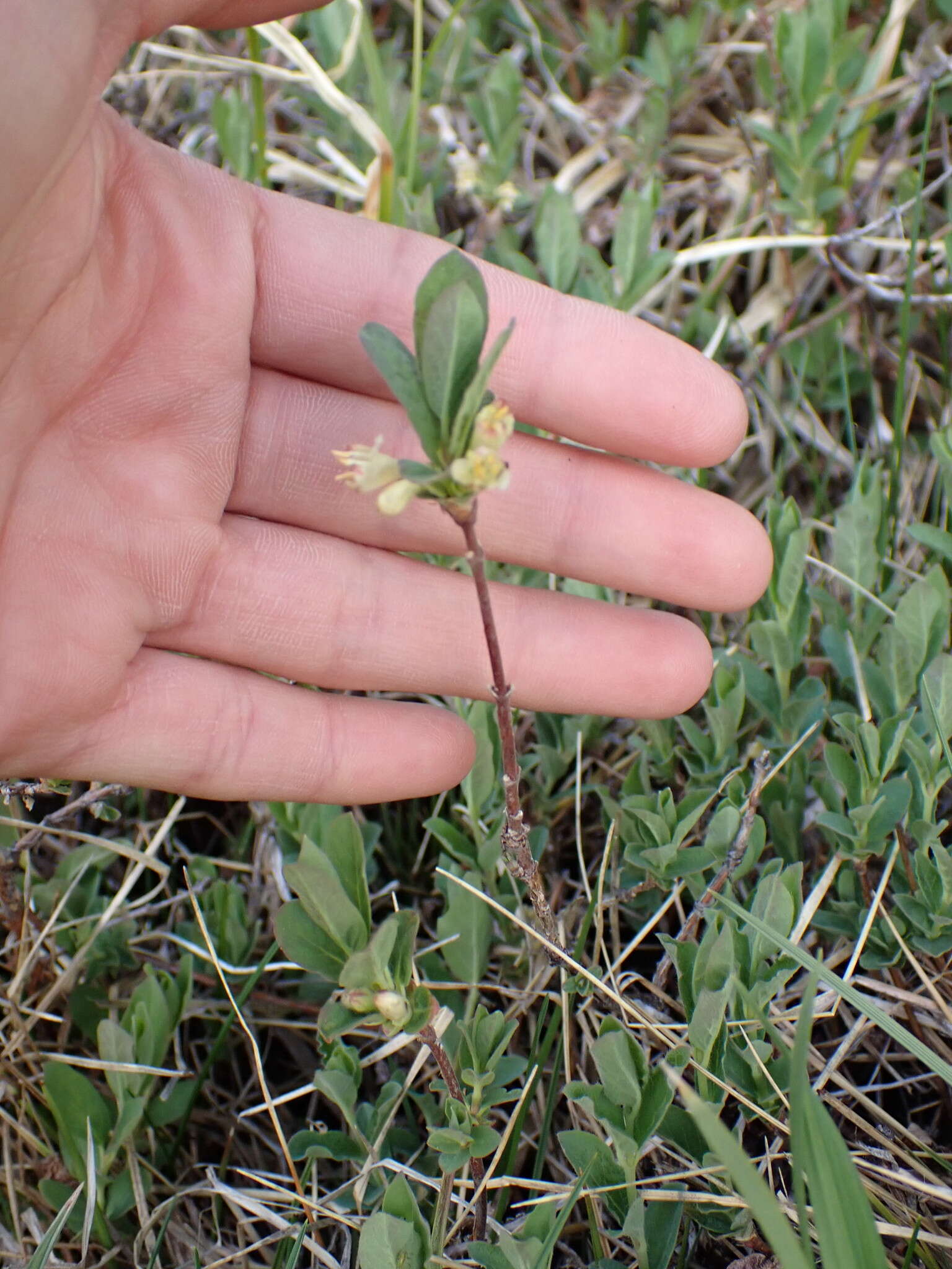 Imagem de Lonicera caerulea var. cauriana (Fern.) Boivin