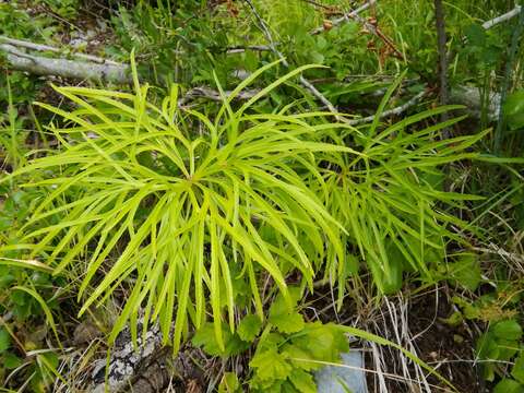 Image of early green hellebore