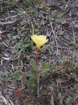 Image of South American evening primrose