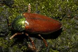 Image of Sternocera chrysis (Fabricius 1775)