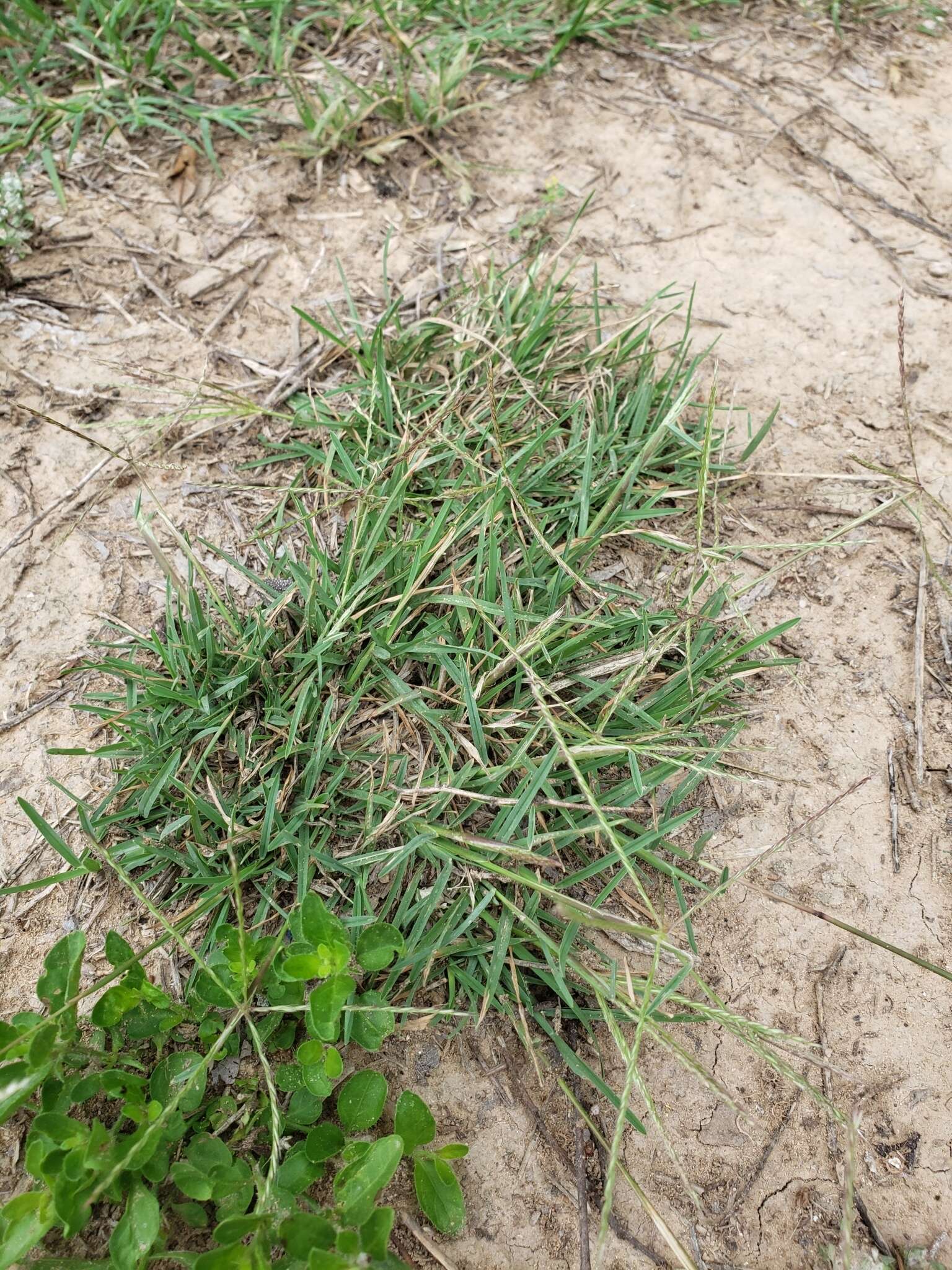 Image of slimspike windmill grass