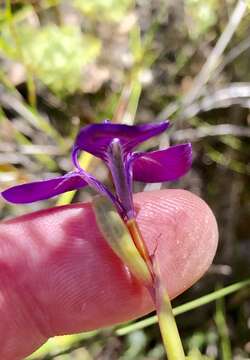 Image of Moraea tripetala subsp. jacquiniana (Schltr. ex G. J. Lewis) Goldblatt & J. C. Manning