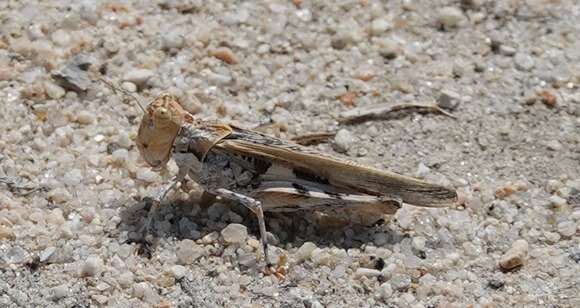 Image of Trepidulus