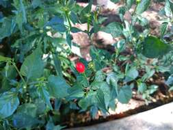 Image of Capsicum chacoense A. T. Hunziker