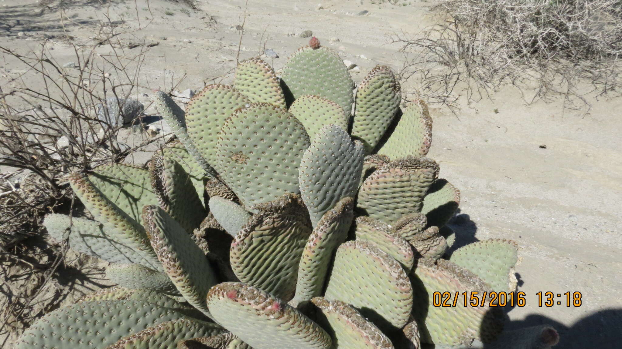 صورة Opuntia basilaris var. basilaris