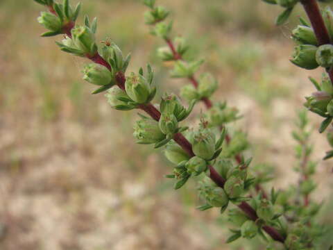 Image of Nenax acerosa subsp. acerosa