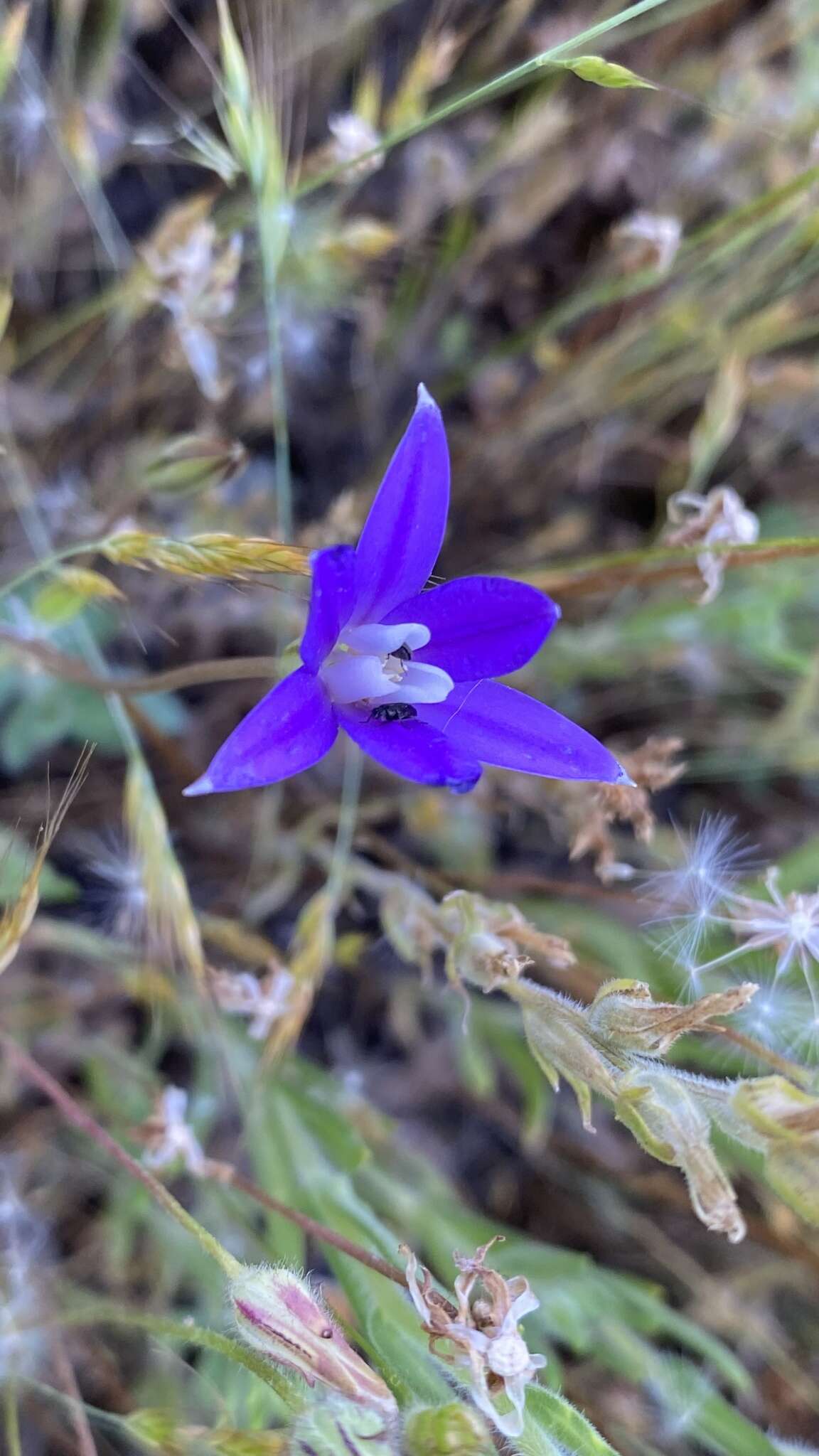 Sivun Brodiaea insignis (Jeps.) Niehaus kuva