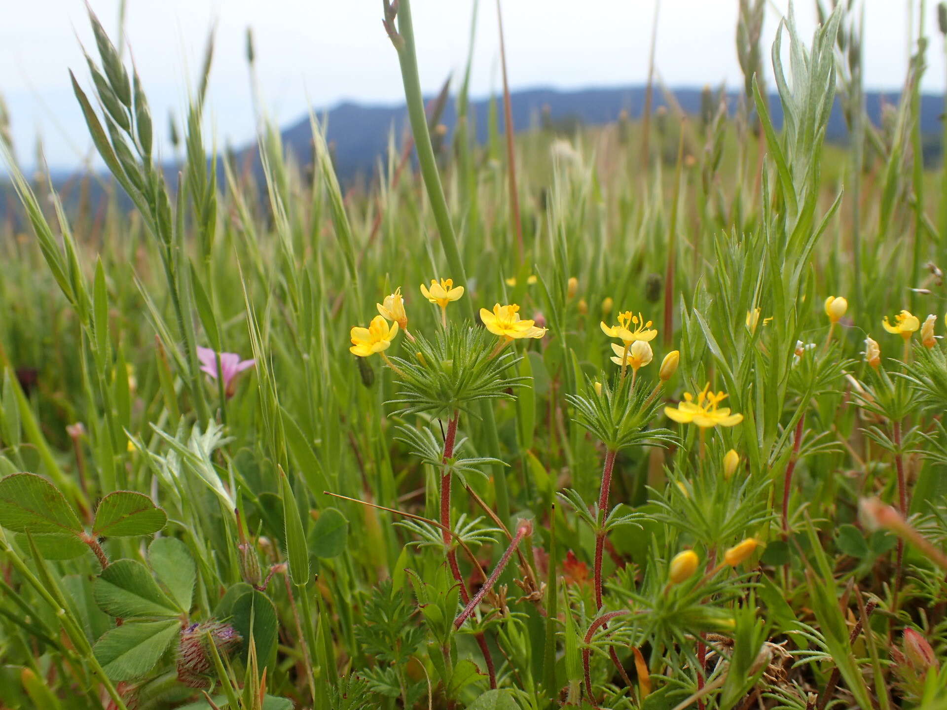 Image of bristly linanthus