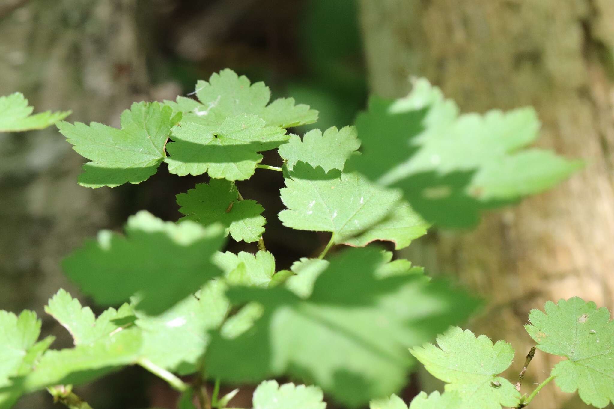 Image of Ribes maximoviczianum Kom.