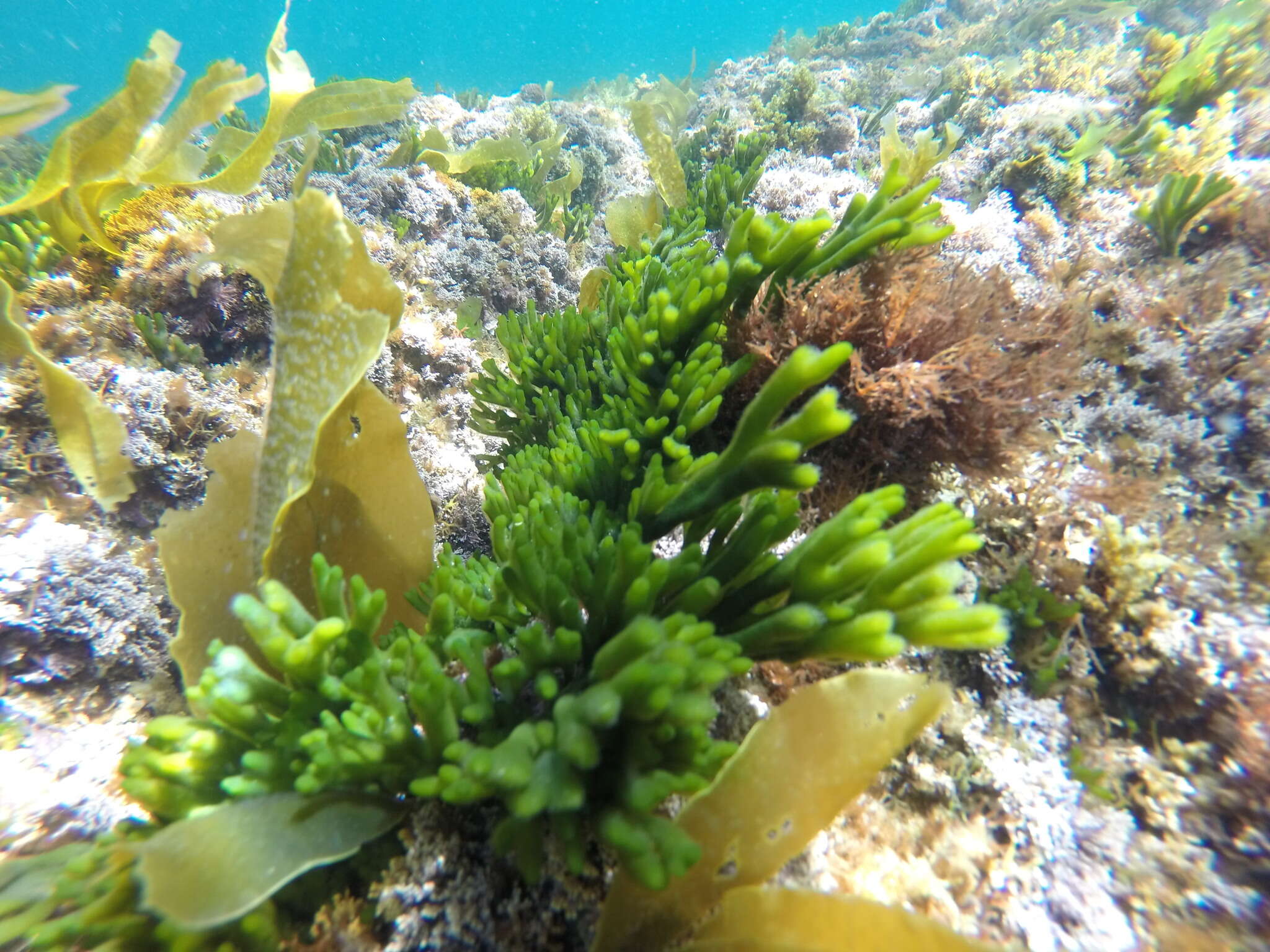 Image of Codium tomentosum