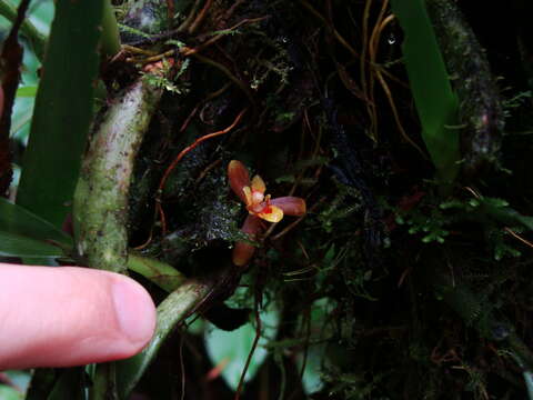 Image of rufous tiger orchid