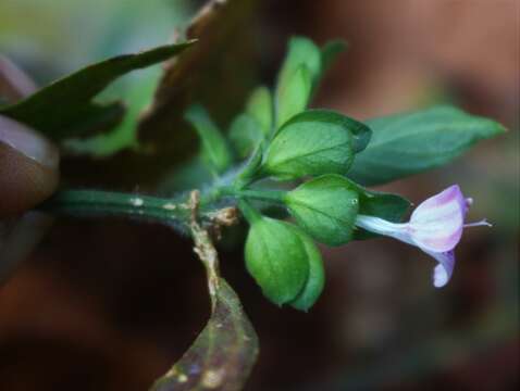 Imagem de Dicliptera foetida (Forssk.) Blatter