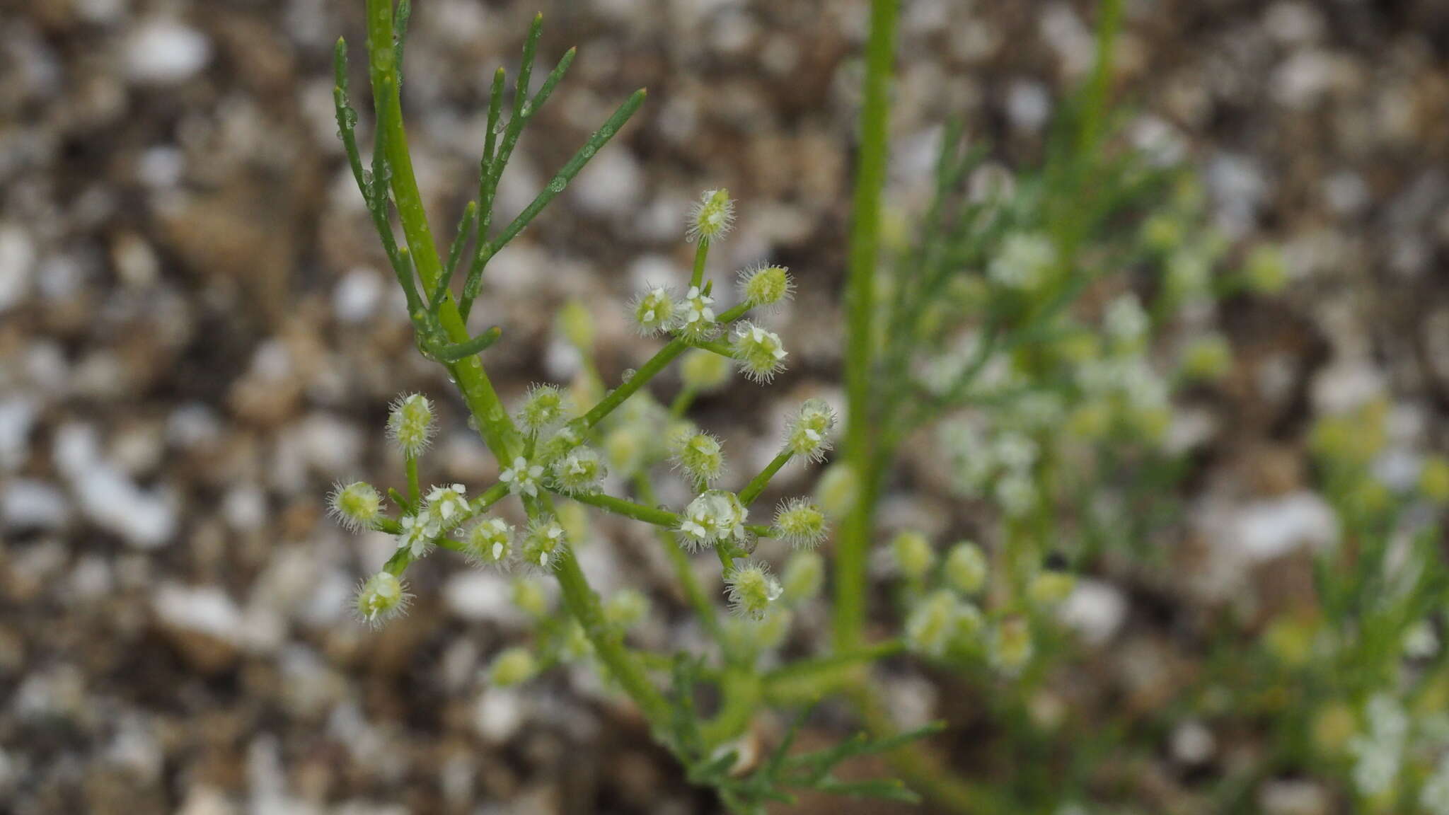 Imagem de Spermolepis lateriflora G. L. Nesom