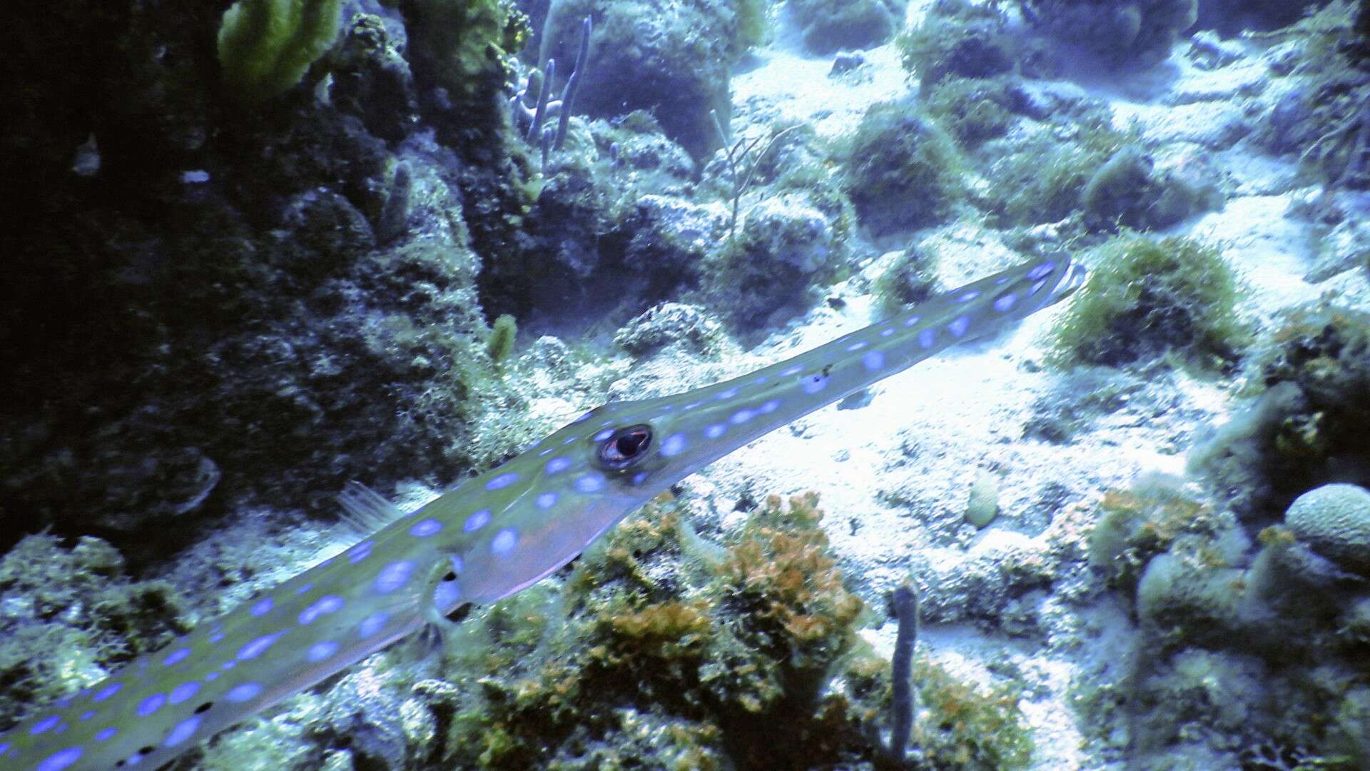 Image of Blue-spotted Cornetfish