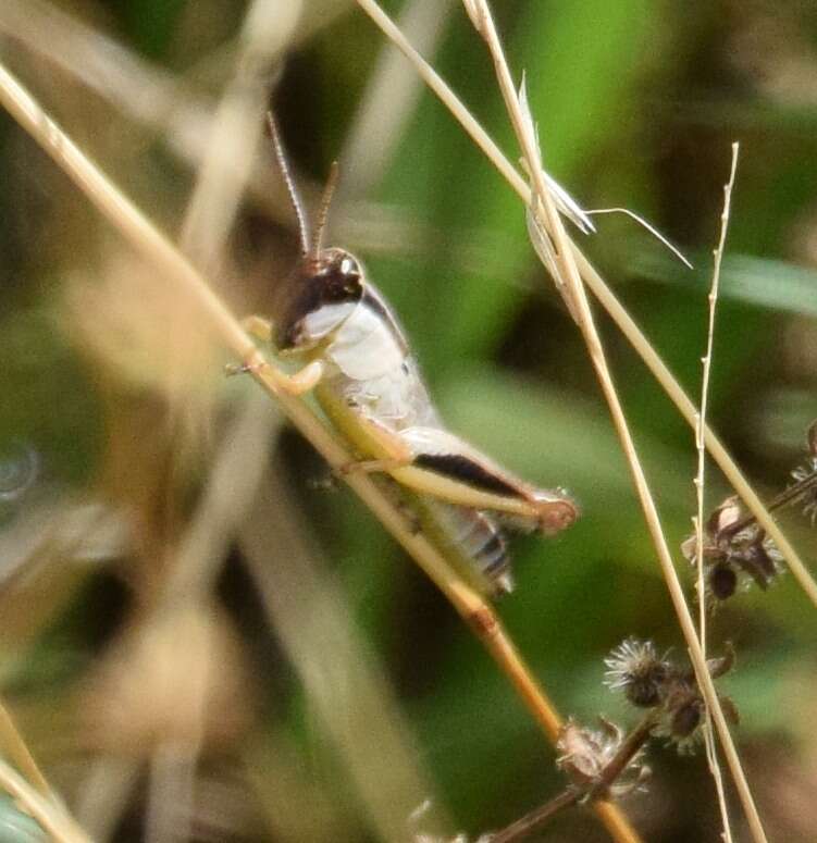 Melanoplus keeleri Thomas & C. 1874的圖片