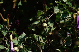 Imagem de Datura metel L.