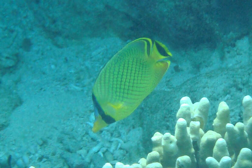 Image of Latticed Butterflyfish