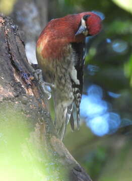 Слика од Sphyrapicus ruber ruber (Gmelin & JF 1788)