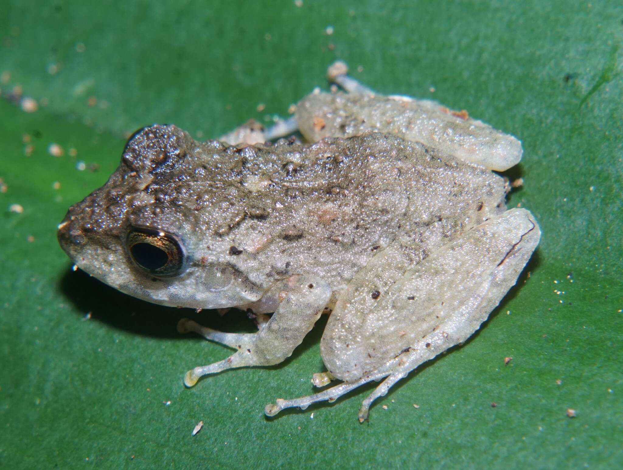 Image of Craugastor aurilegulus (Savage, McCranie & Wilson 1988)