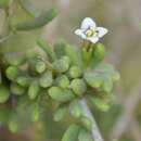 Image of Lycium decumbens Welw. ex Hiern