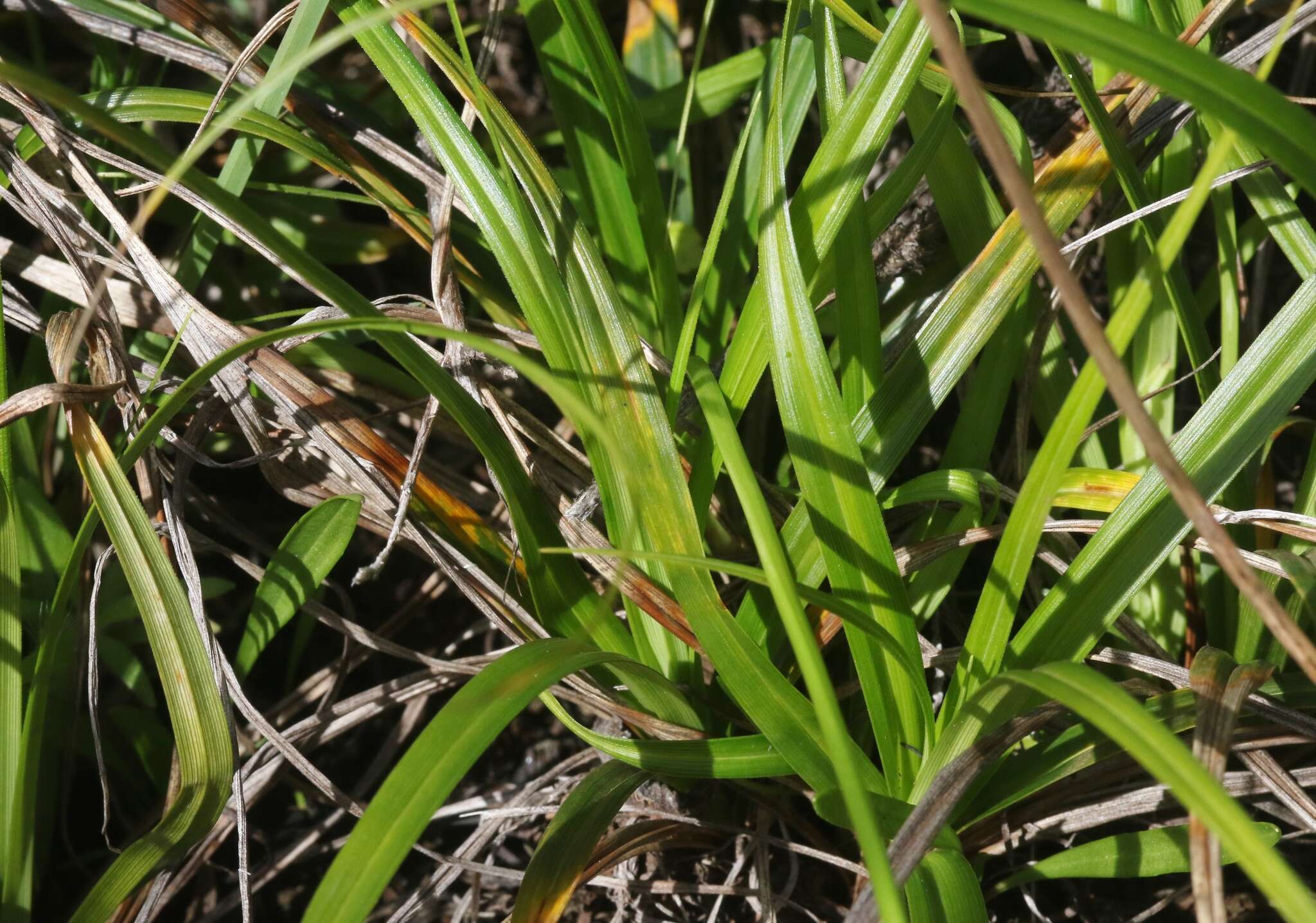 Imagem de Carex wahuensis C. A. Mey.